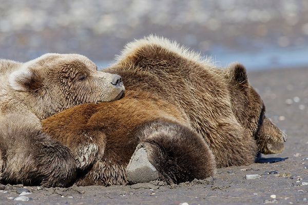 Jones, Adam 아티스트의 Female grizzly bear with second year cub sleeping on her back-Lake Clark National Park작품입니다.